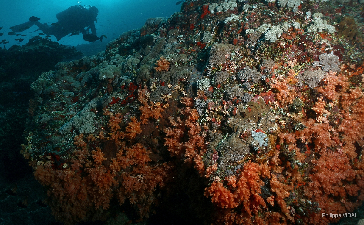 Bali 2016 - Corail - IMG_6021_rc.jpg